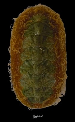 Mopalia lowei 23mm
