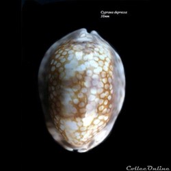 Cypraea depressa 38mm