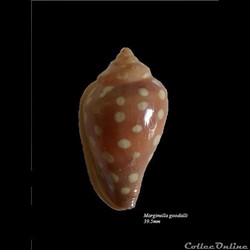 Marginella goodalli 39.5mm