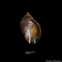 Acanthina monodon 44