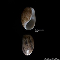 Bulla punctulata 25mm