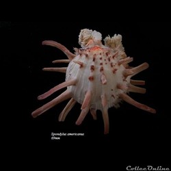 Spondylus americanus 69mm