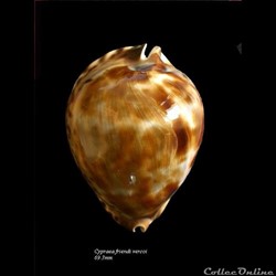 Cypraea friendi vercoi 69.3