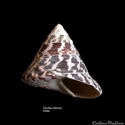 Trochus niloticus 83mm