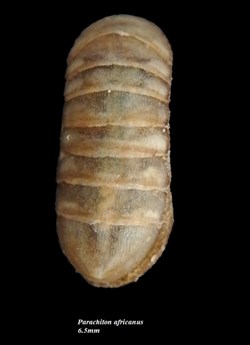 Parachiton africanus 6.5mm