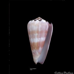 Conus gauguini 70mm