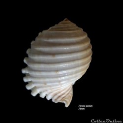 Tonna allium 58mm