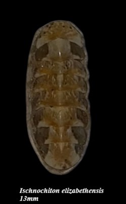 Ischnochiton elizabenthensis 13mm