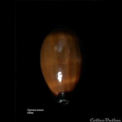 Cypraea exusta 64mm