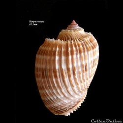 Harpa costata 65.5mm