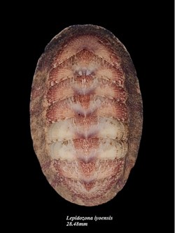 Lepidozona iyoensis 28.48mm