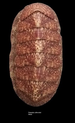 Tripoplax albrechtii 56mm