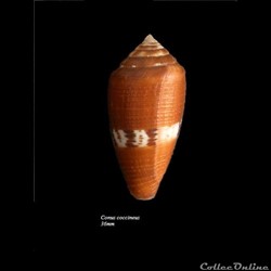 Conus coccineus 36mm