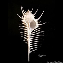Murex pecten 124mm