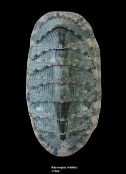 Rhyssoplax whitleyi 17mm