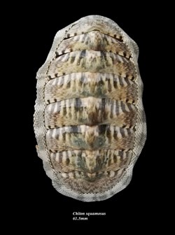 Chiton squamosus 61.5mm