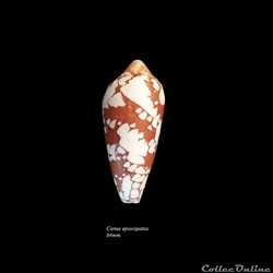 Conus episcopatus 64mm