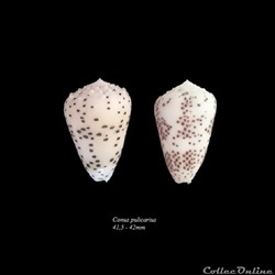 Conus pulicarius 41,5-42mm