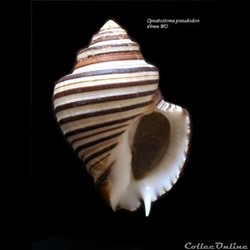 Opeatostoma pseudodon 49mm WO
