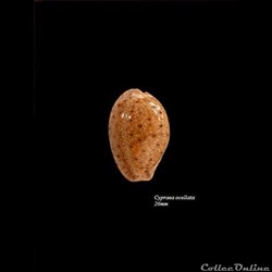 Cypraea occellata 26mm