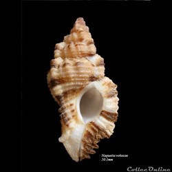 Naquetia vokesae 50.1mm