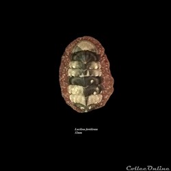 Lucilina fortilirata 32mm