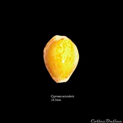 Cypraea acicularis 18.5mm