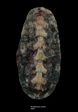 Pseudotonicia cuneata 49mm