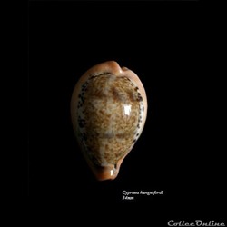 Cypraea hungerfordi 34mm