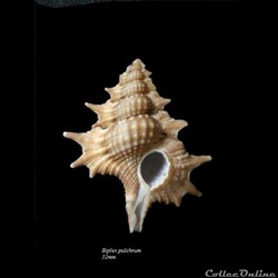 Biplex pulchrum 32mm