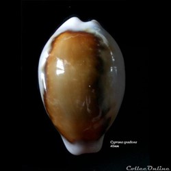 Cypraea spadicea 46mm
