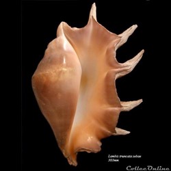 Lambis truncata sebae 303mm