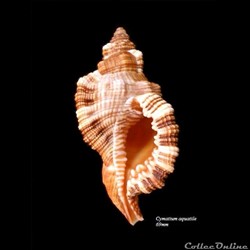Cymatium aquatile 69mm
