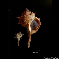 Bolinus brandaris 92mm WO