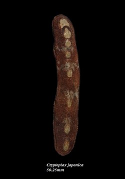 Cryptoplax japonica 50.25mm