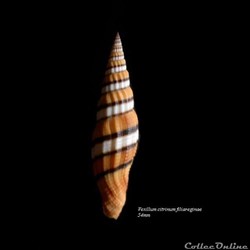 Vexillum citrinum filiareginae 54mm