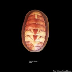 Tonicella lineata 36mm