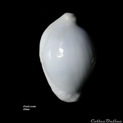 Ovula ovum 80mm