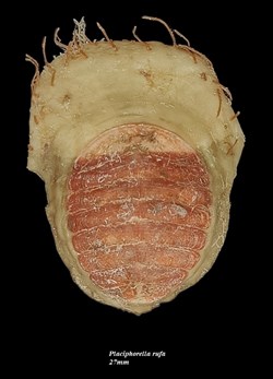 Placiphorella rufa 27mm
