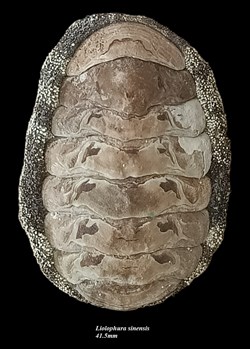 Liolophura sinensis 41.5mm