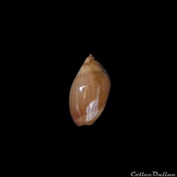 Ancilla castanea 28mm