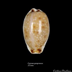 Cypraea gangranosa 19.5mm