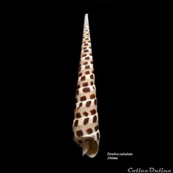 Terebra subulata 106mm