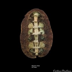 Mopalia ciliata 58.13mm