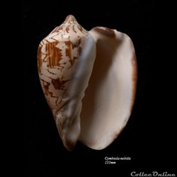 Cymbiola nobilis 155mm