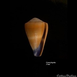 Conus frigidus 37mm