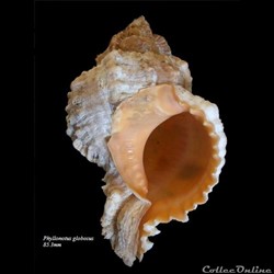 Phyllonotus globosus 85.3mm