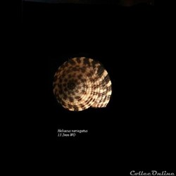 Heliacus variegatus 13.5mm WO