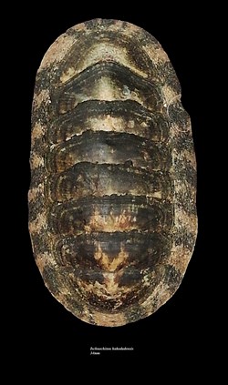 Ischnochiton hakodadensis 34mm