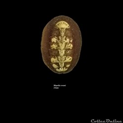 Mopalia swani 33mm